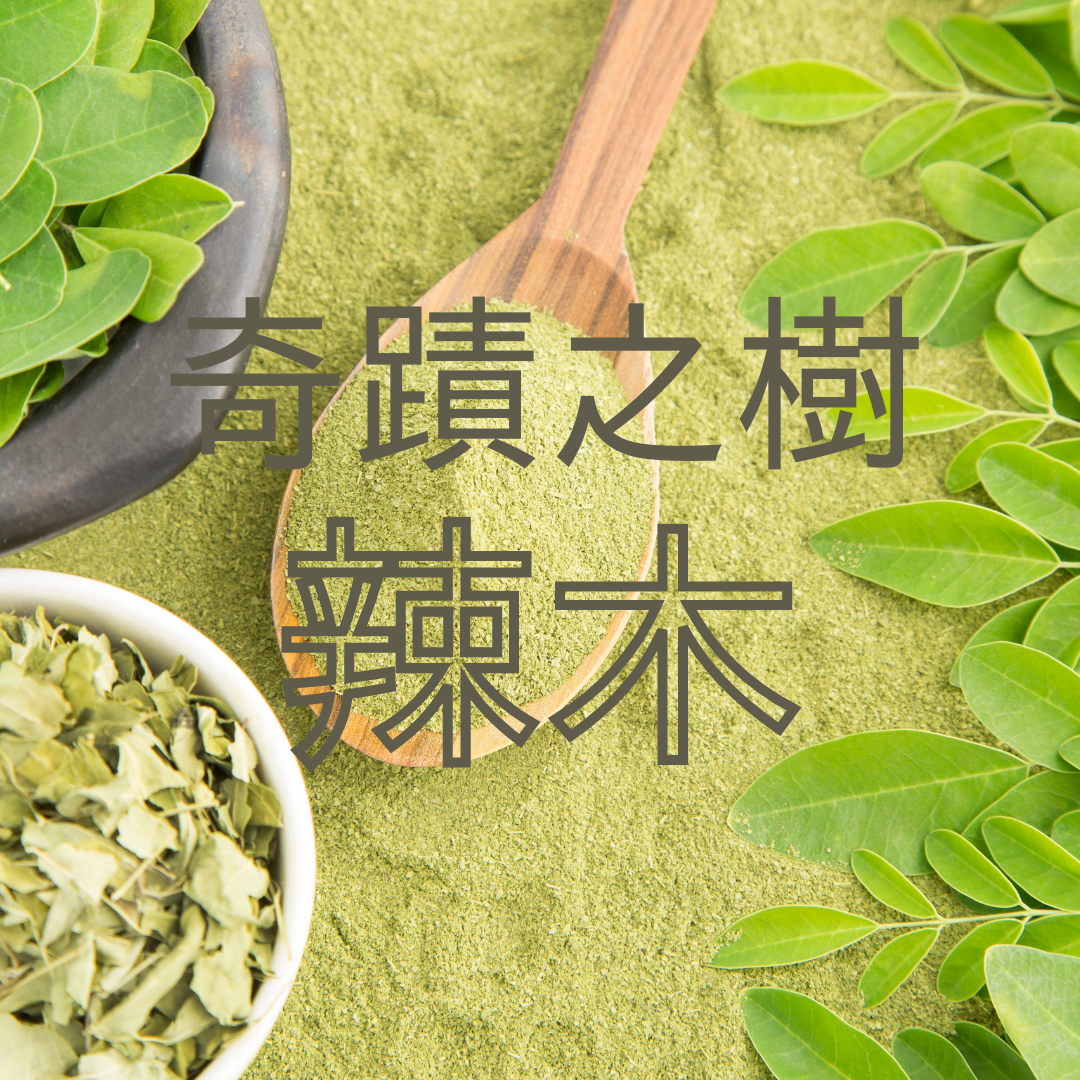 一定要認識的奇蹟之樹-辣木，辣木麵讓你越吃越健康的原因