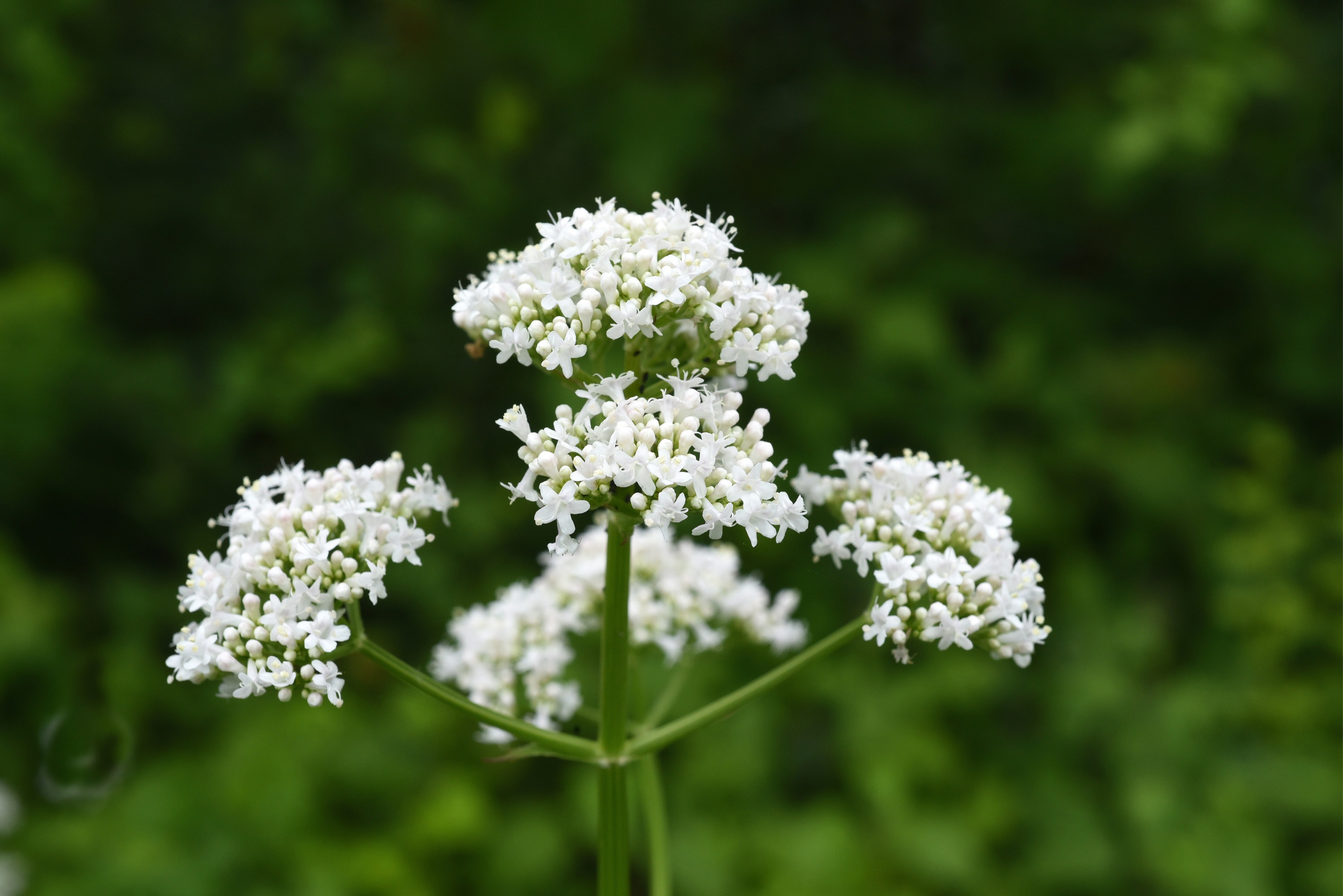 纈草純露 Valerian Root