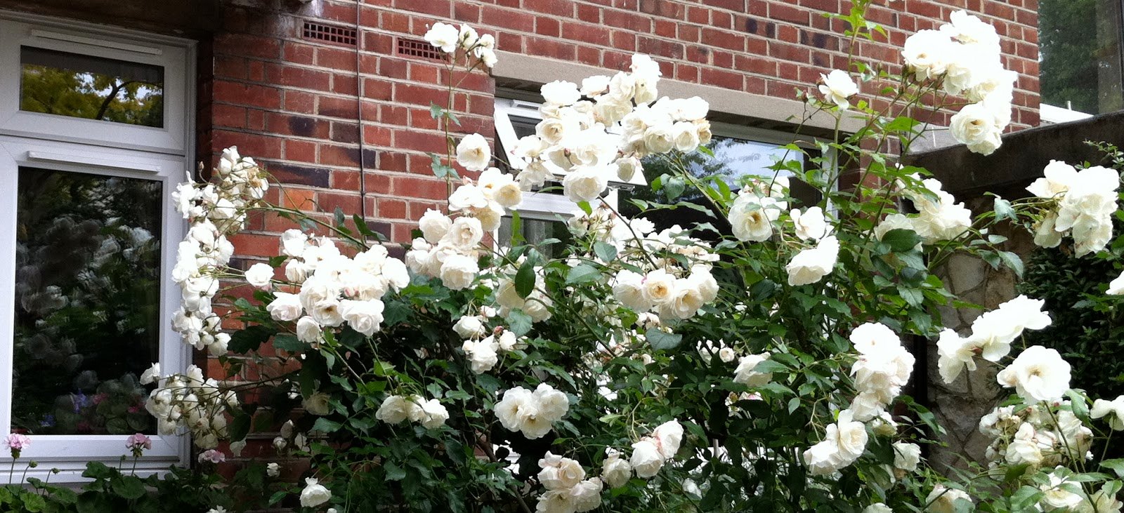 名叫玫瑰的花朵