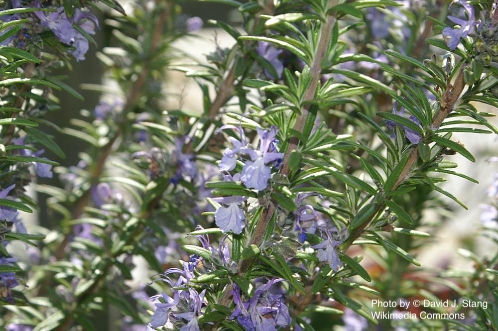 迷迭香純露 Rosemary