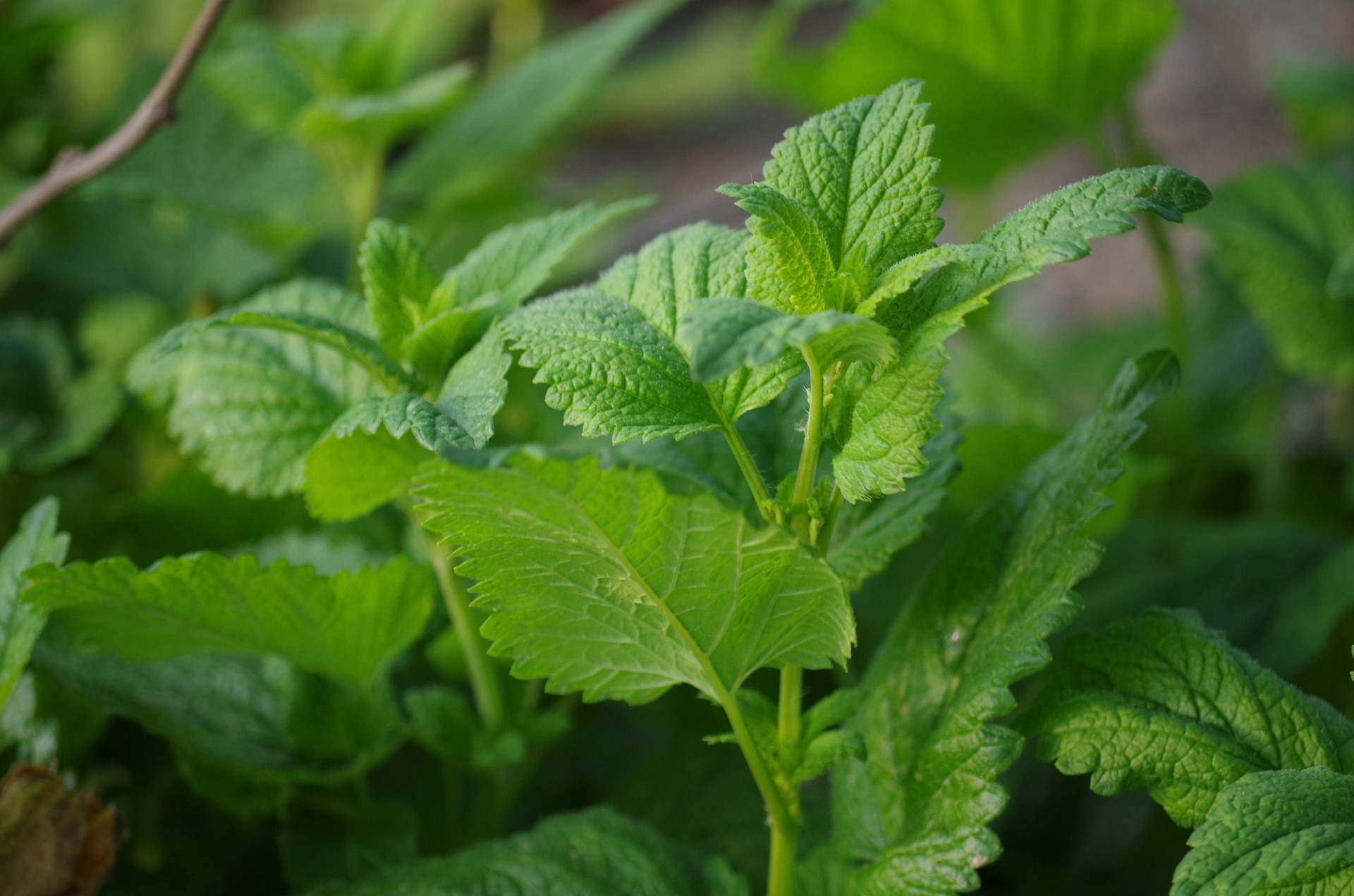 胡椒薄荷純露 Peppermint