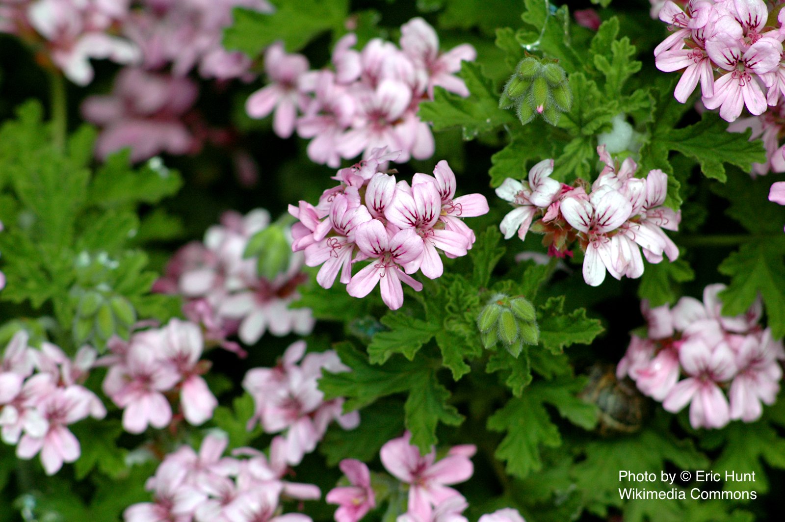 玫瑰天竺葵純露 Geraninum, Rose