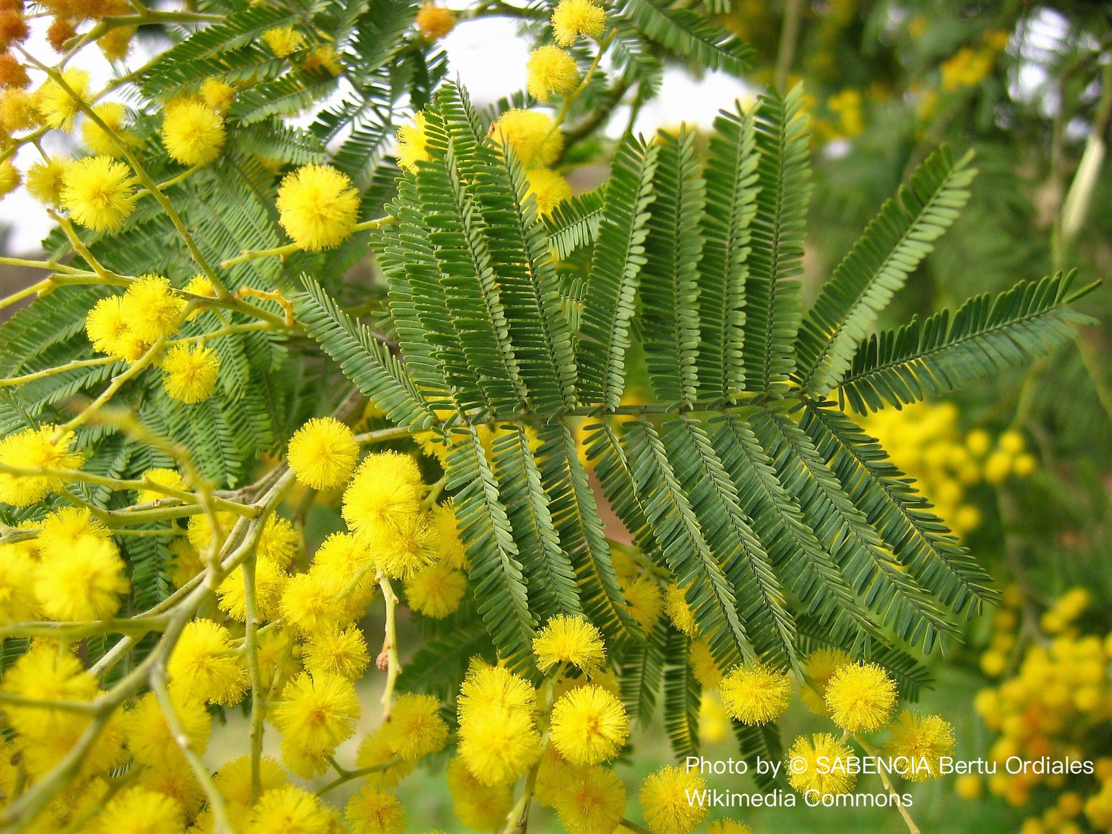 銀合歡原精（特級）Mimosa Abs.