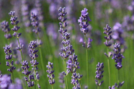 純正薰衣草純露 Lavender, True