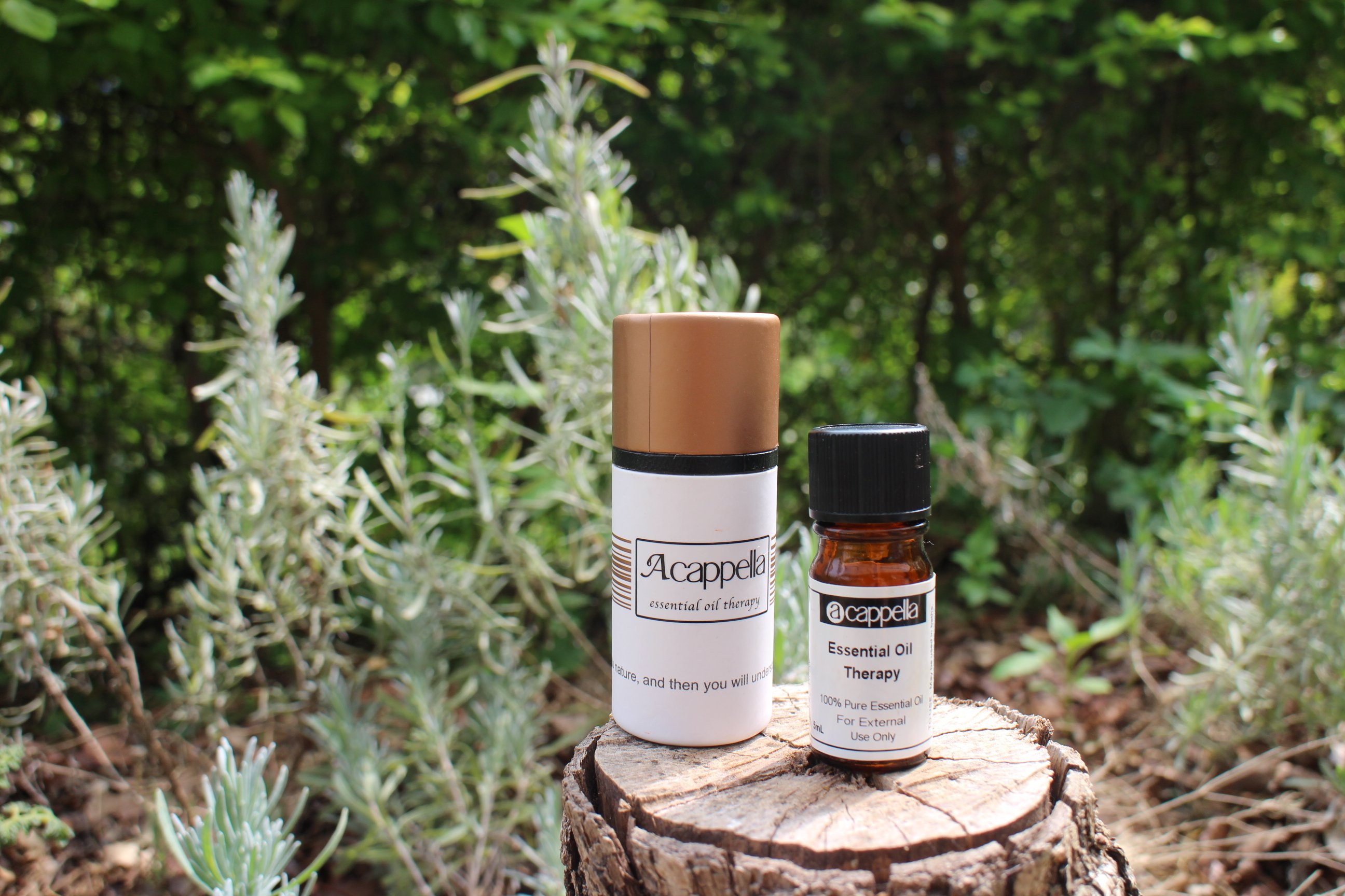 【稀有限量】絨毛一枝黃花(野生有機)  Downy Goldenrod