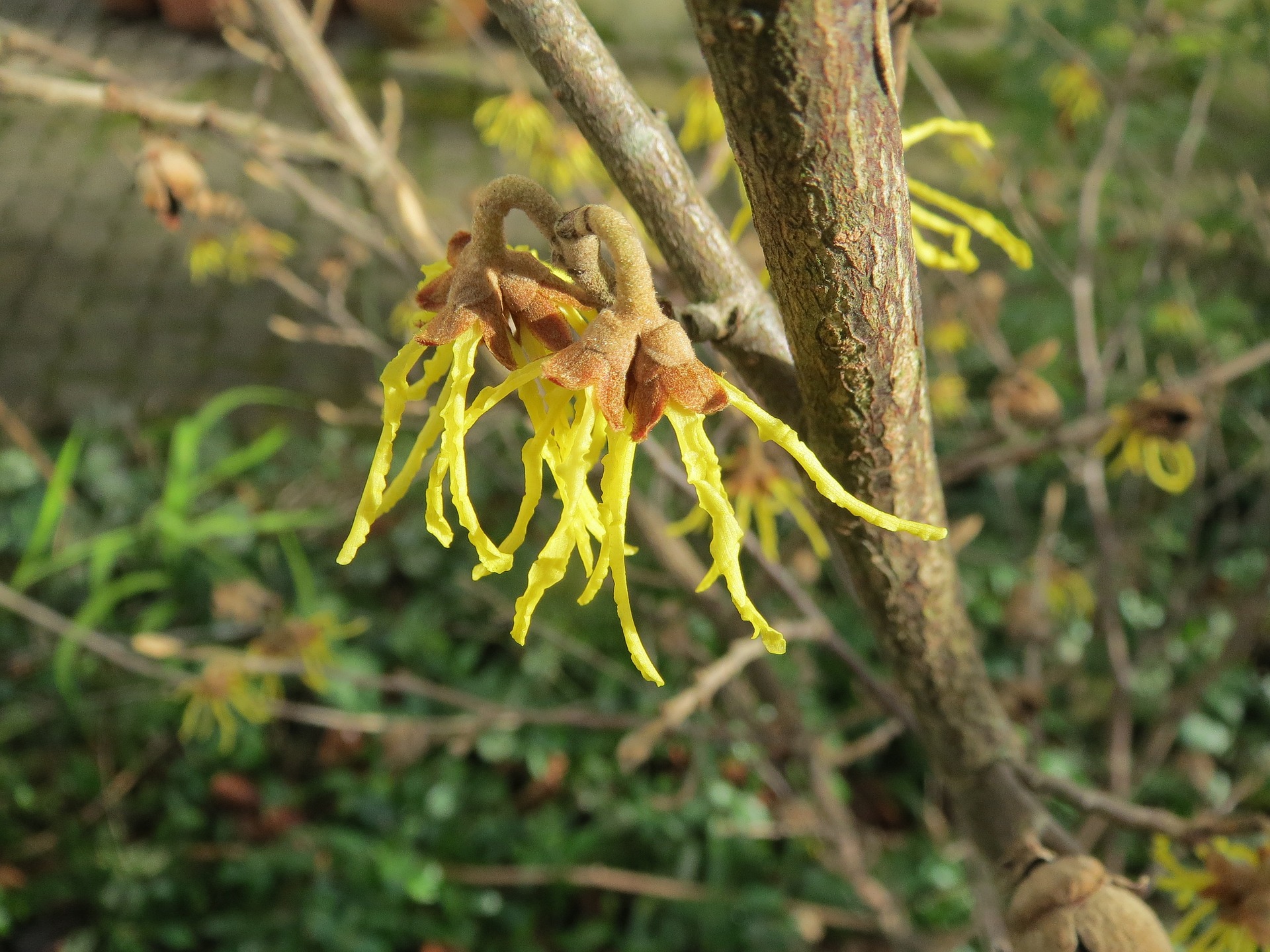 金縷梅純露 Witch Hazel