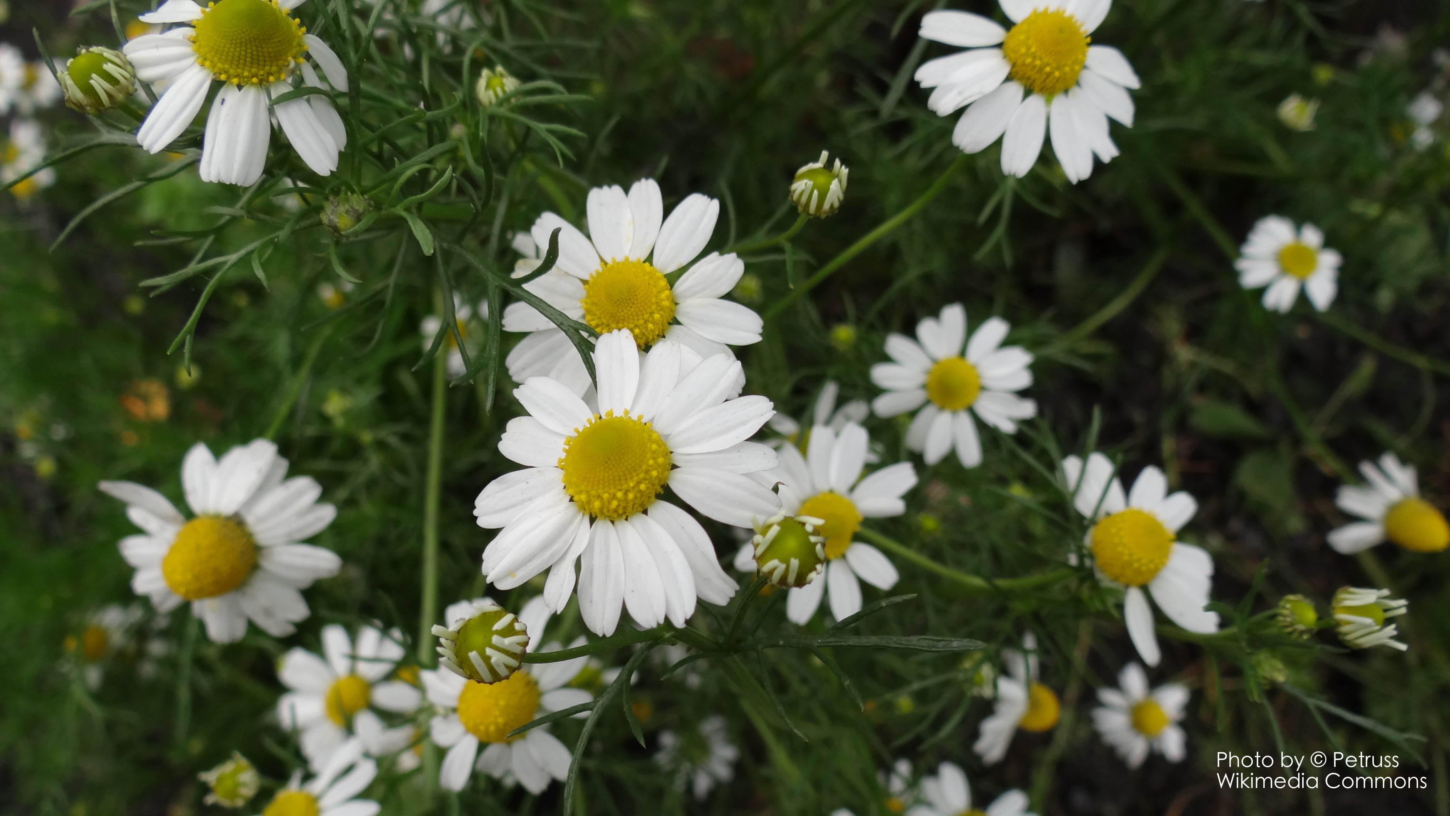 羅馬洋甘菊純露 Chamomile, Roman