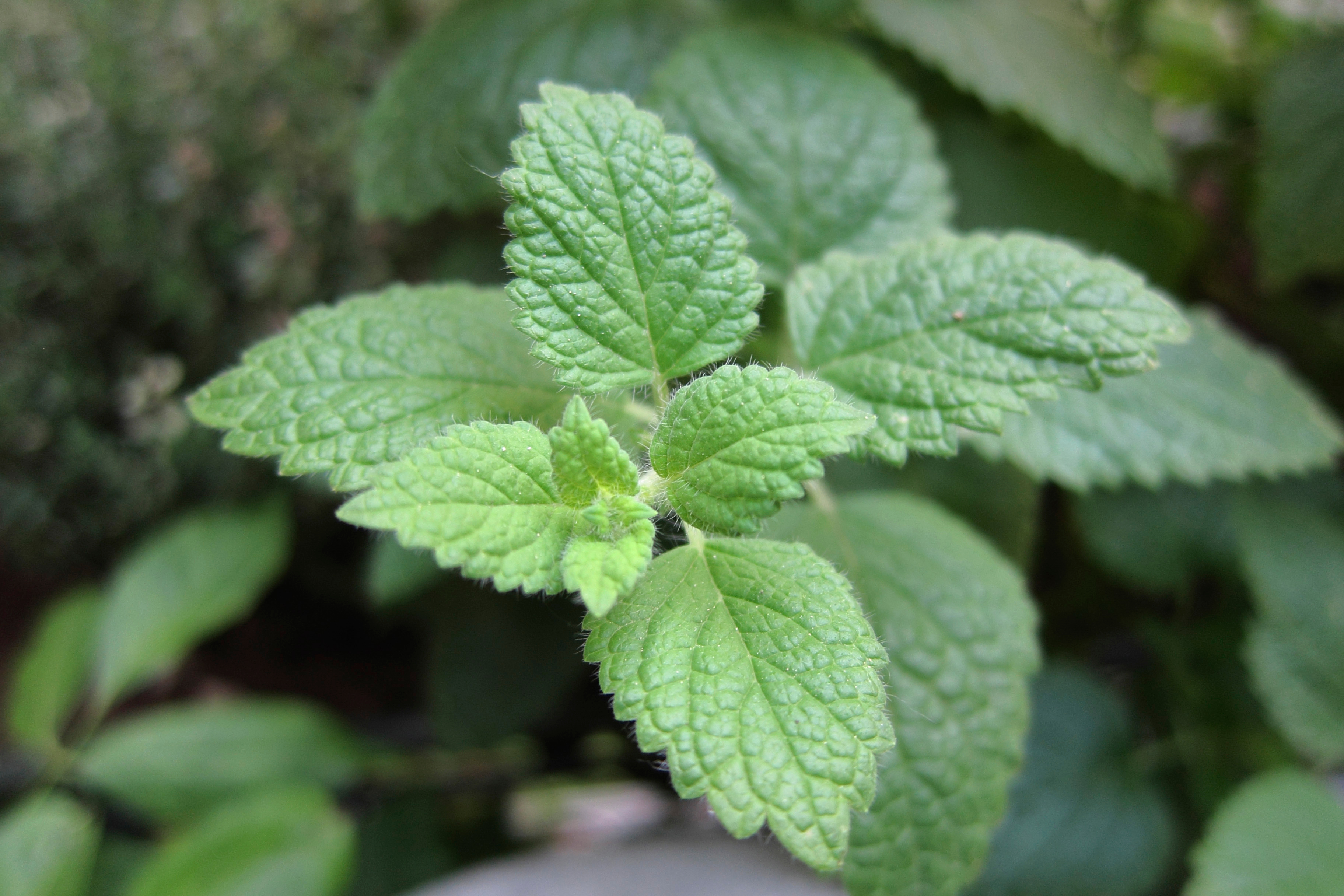 香蜂草純露 Melissa