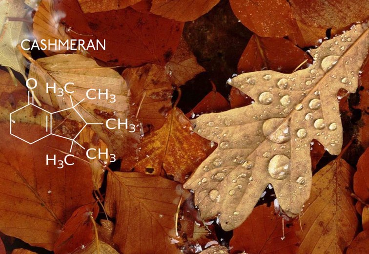 優雅中帶傲慢的氣味    CASHMERAN 開司米酮