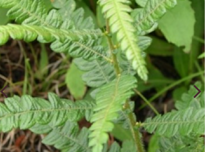 【稀有限量】甜蕨純露 Sweet fern