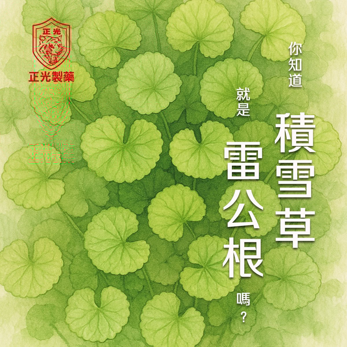 從保養品到藥膏：積雪草＝雷公根的真相