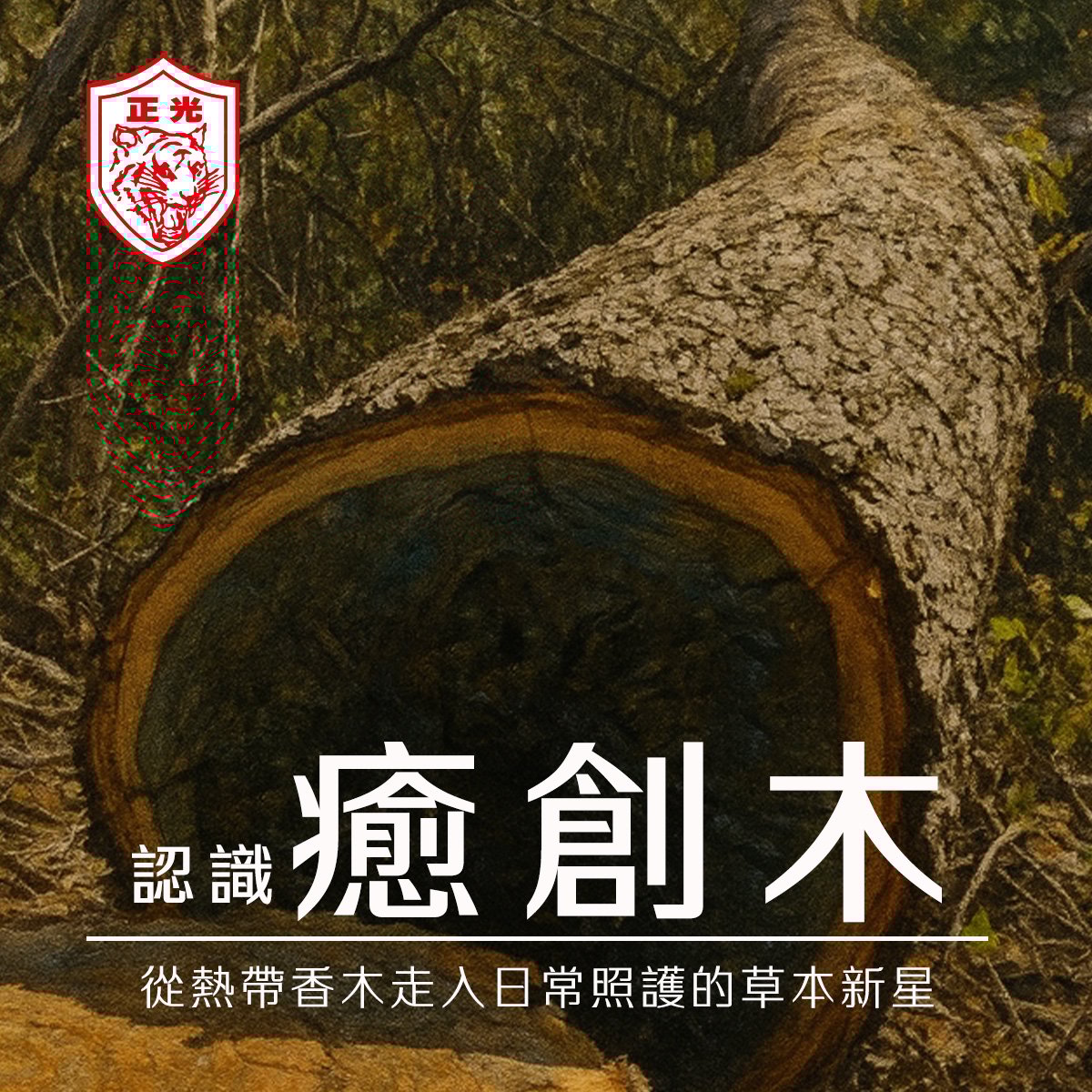 癒創木：從熱帶香木走入日常照護的草本新星