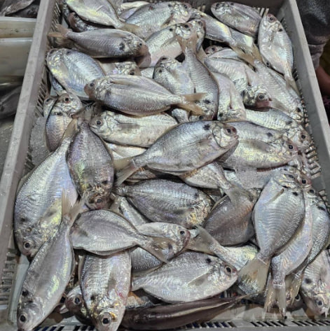 澎湖 野生大肉魚