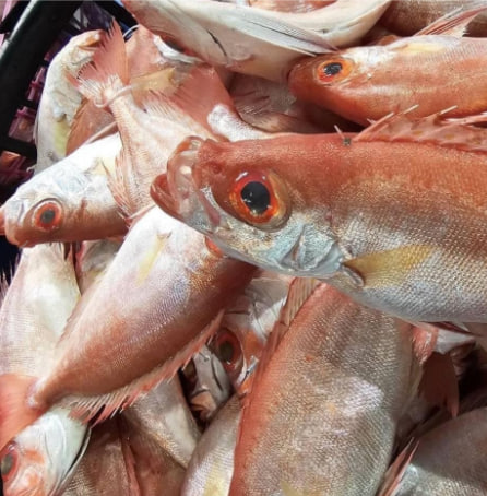 澎湖 野生紅目鰱