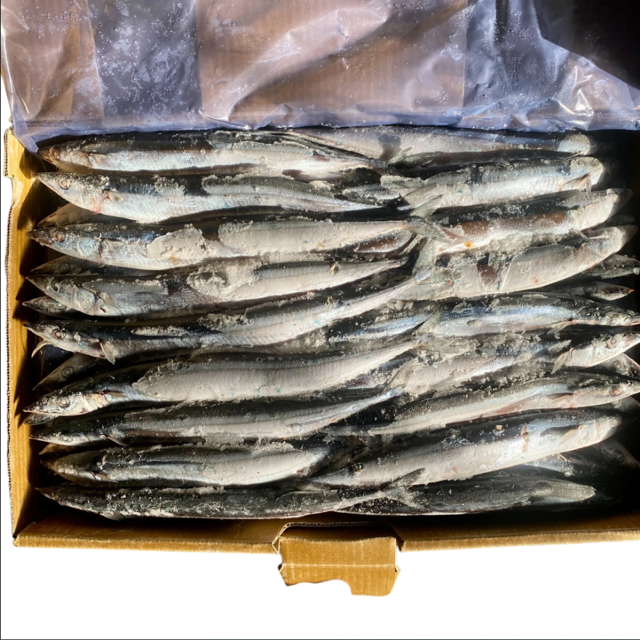 當季日本北海道2號秋刀魚