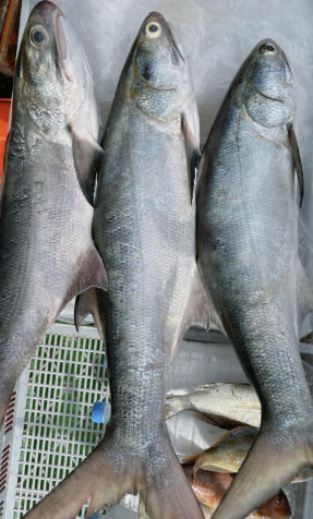 澎湖 野生午仔魚