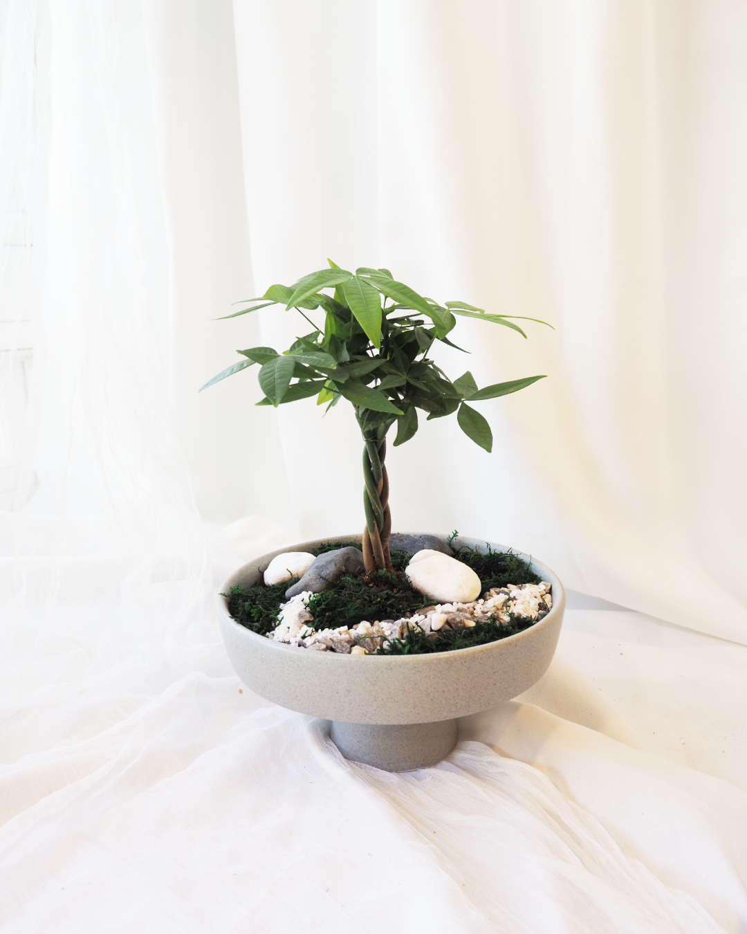 Bloom 馬拉巴栗發財樹造景盆栽