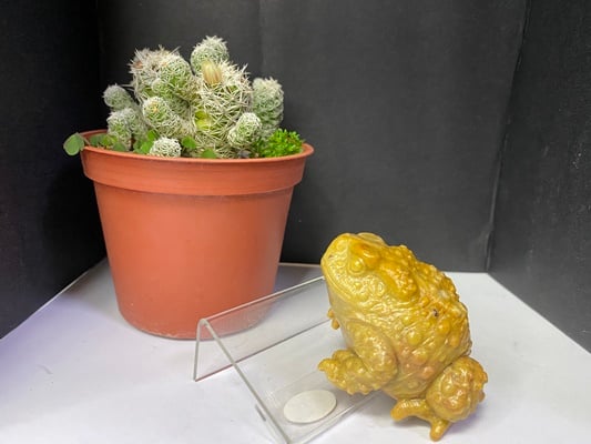 壽山石【金蟾蜍】