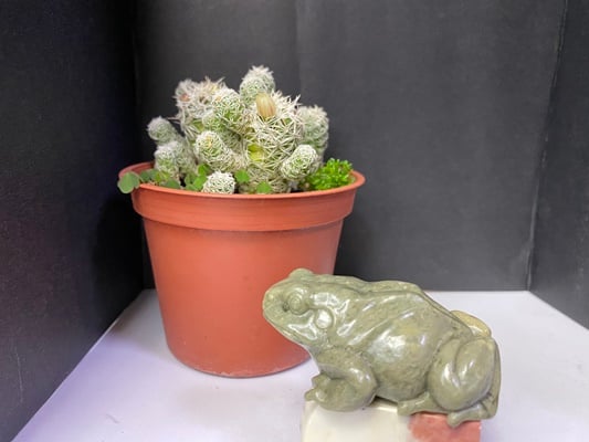 壽山石【呱呱來財】