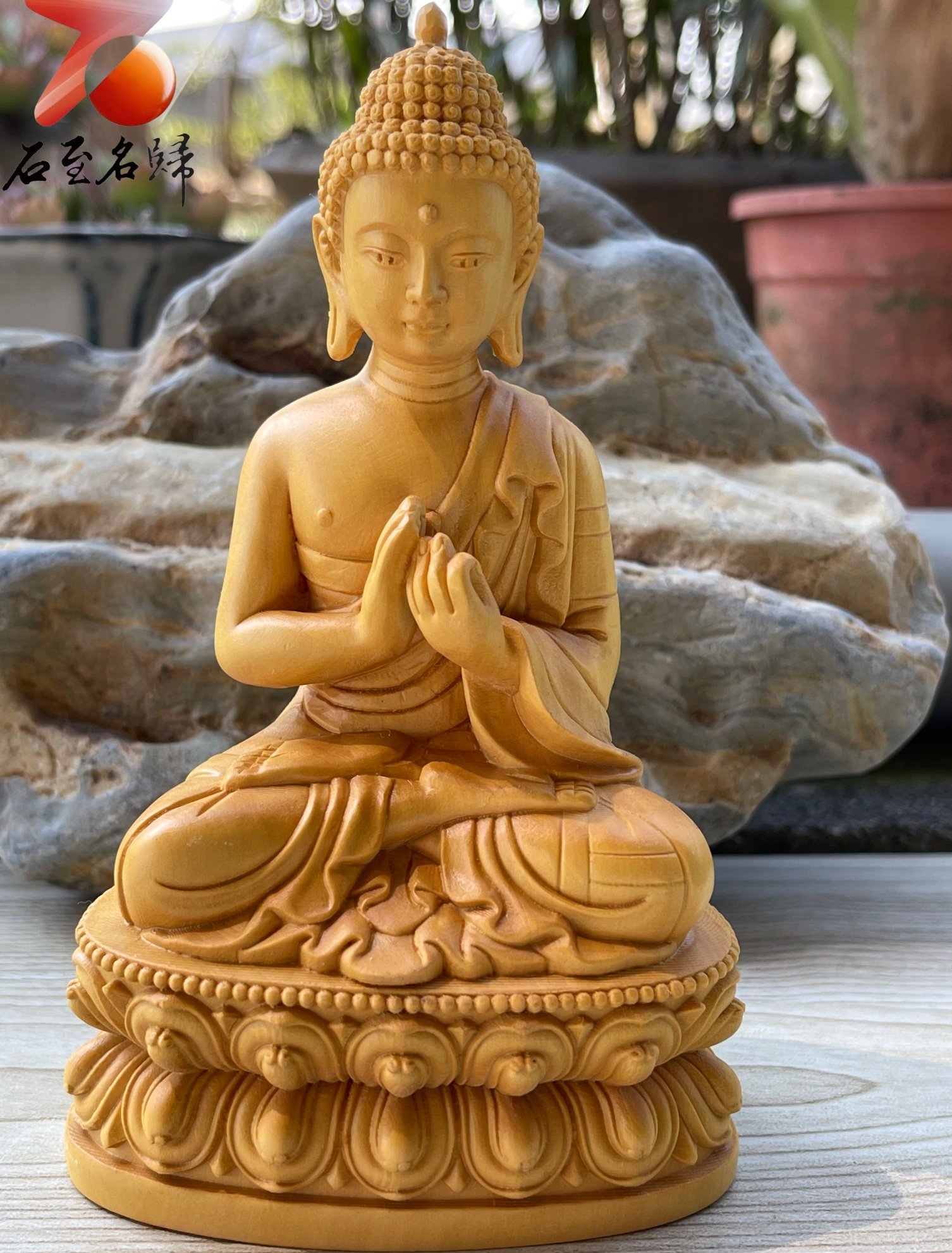 台灣現貨 實體店鋪 雲南小葉黃楊【如來佛祖】