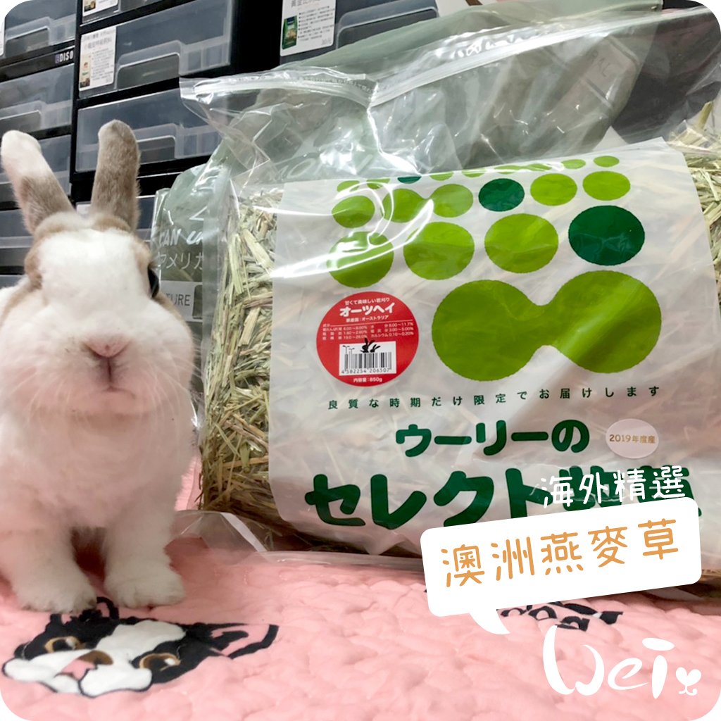 WOOLY海外精選澳洲燕麥草 甜燕麥