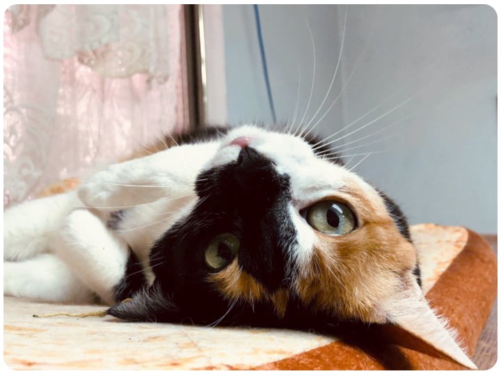 貓皇小確幸放輕鬆 植物貓草介紹