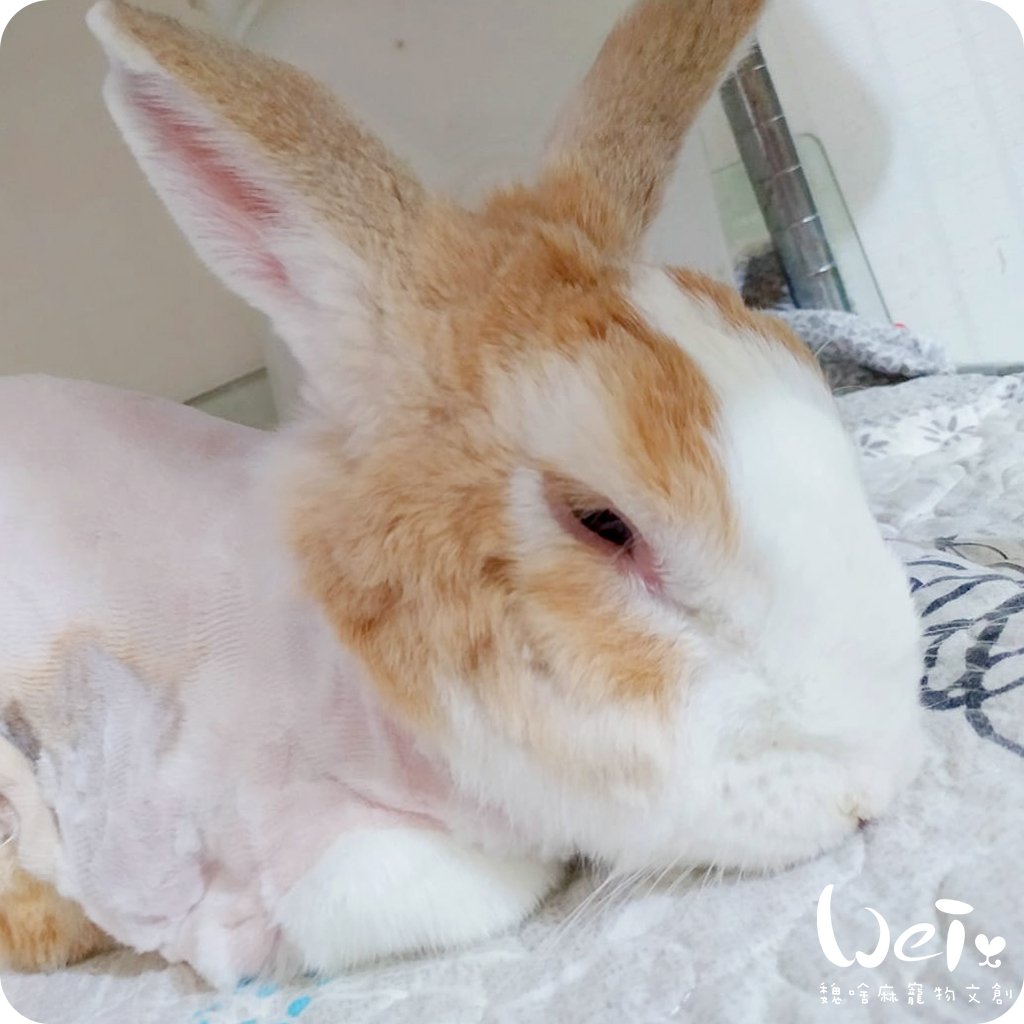 私房剃毛師 - A米 (永和)