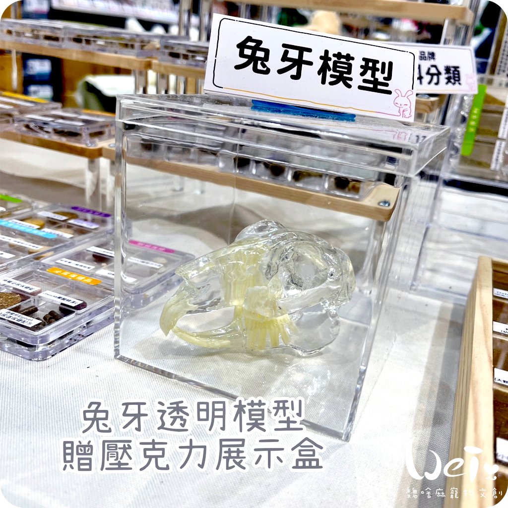 兔牙透明模型  (贈透明壓克力盒)