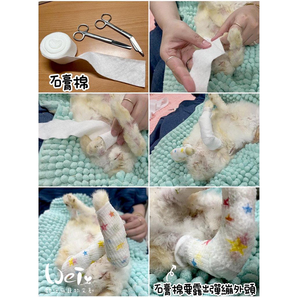 兔腳包紮分享  (胼胝、退化、骨頭關節炎、腫瘤等需要)