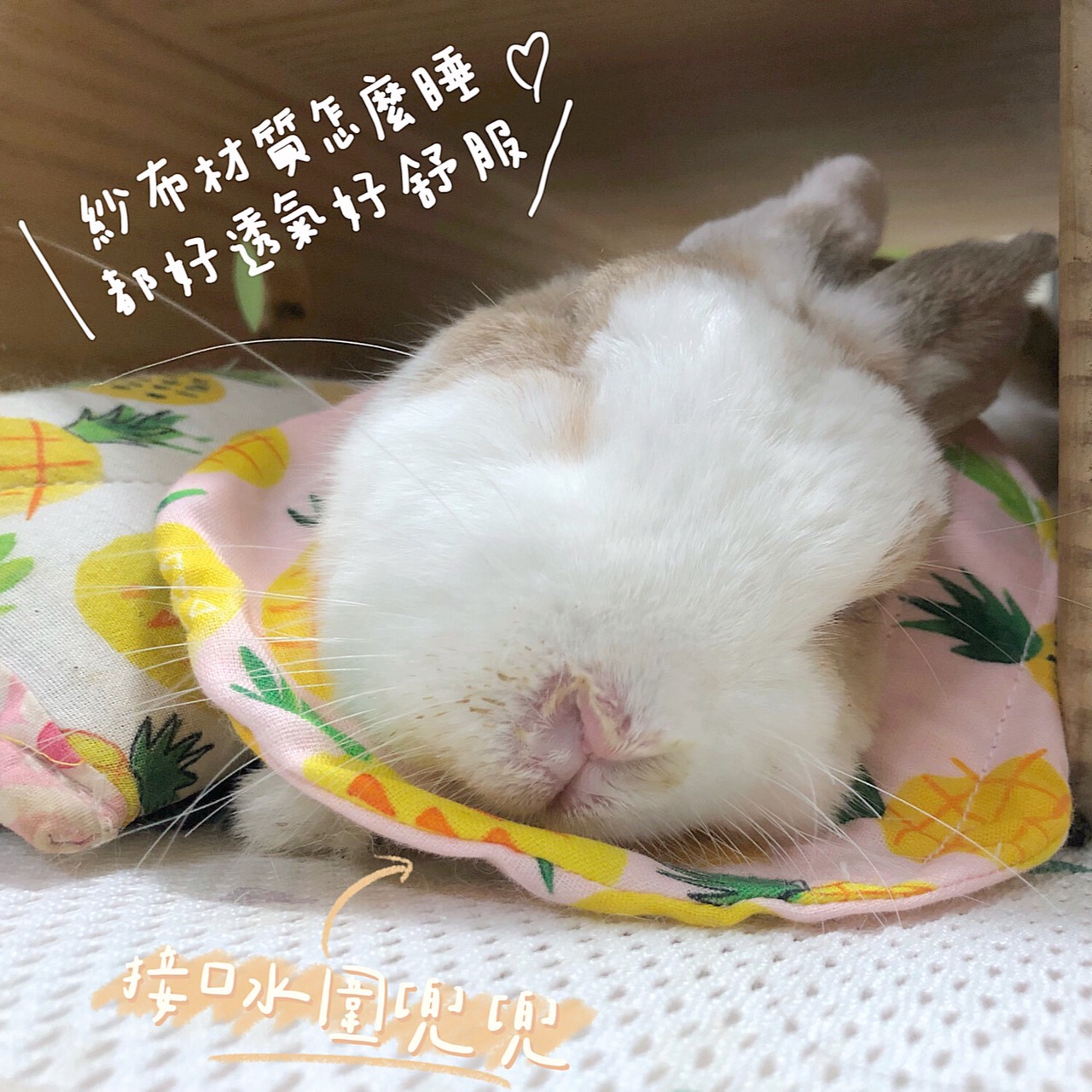 手作 - 寵物圍兜兜 / 紗布口水巾 / 軟頭套  / 老病照護灌食餵藥(點數兌換)