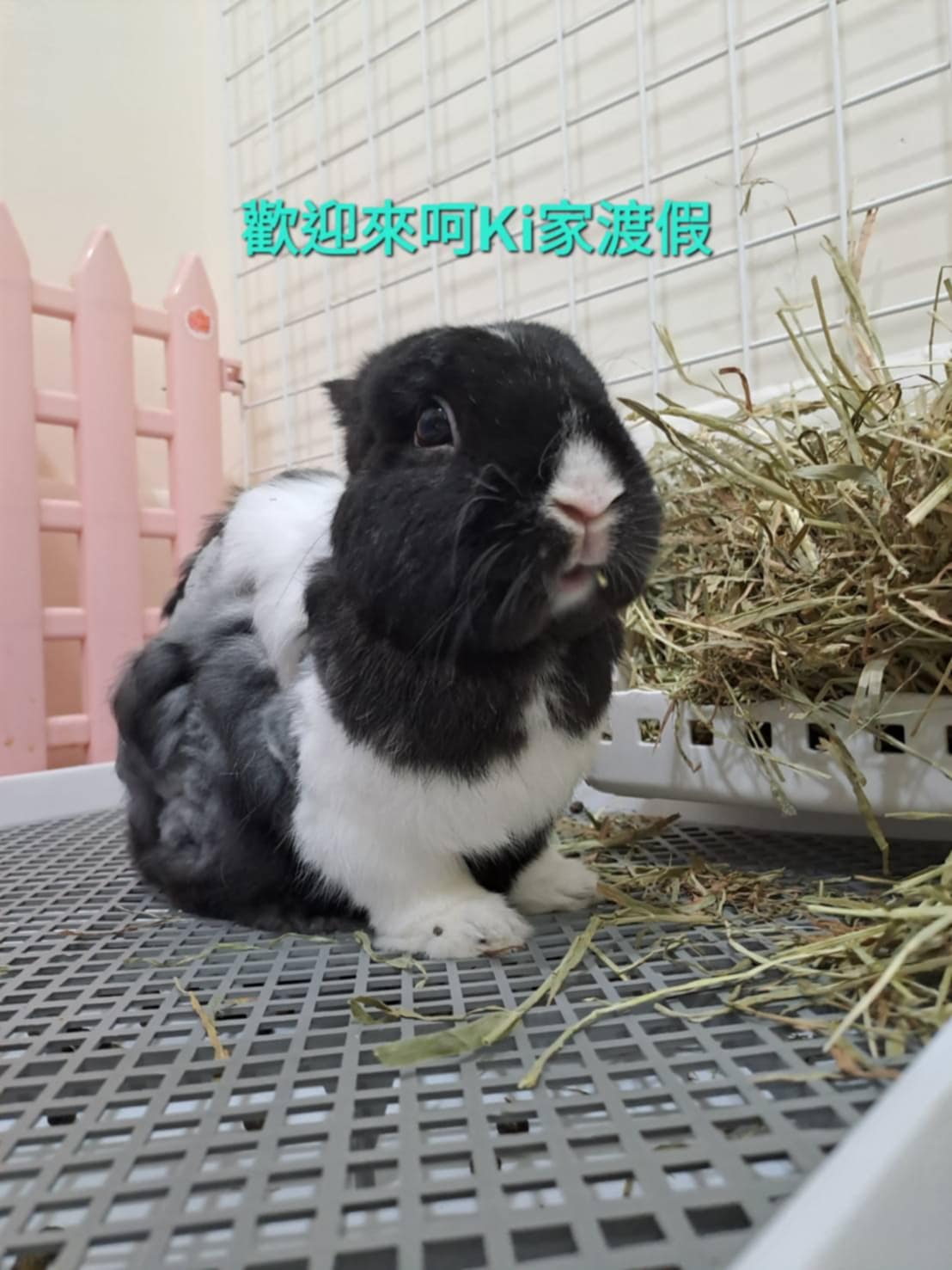 (暫停接案) 兔子私房住宿 - 呵ki家 (土城)