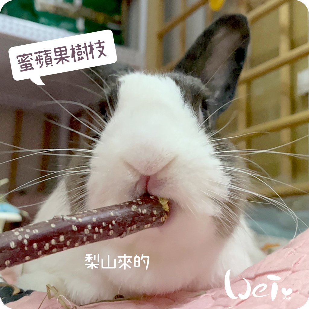 梨山 蜜蘋果樹枝