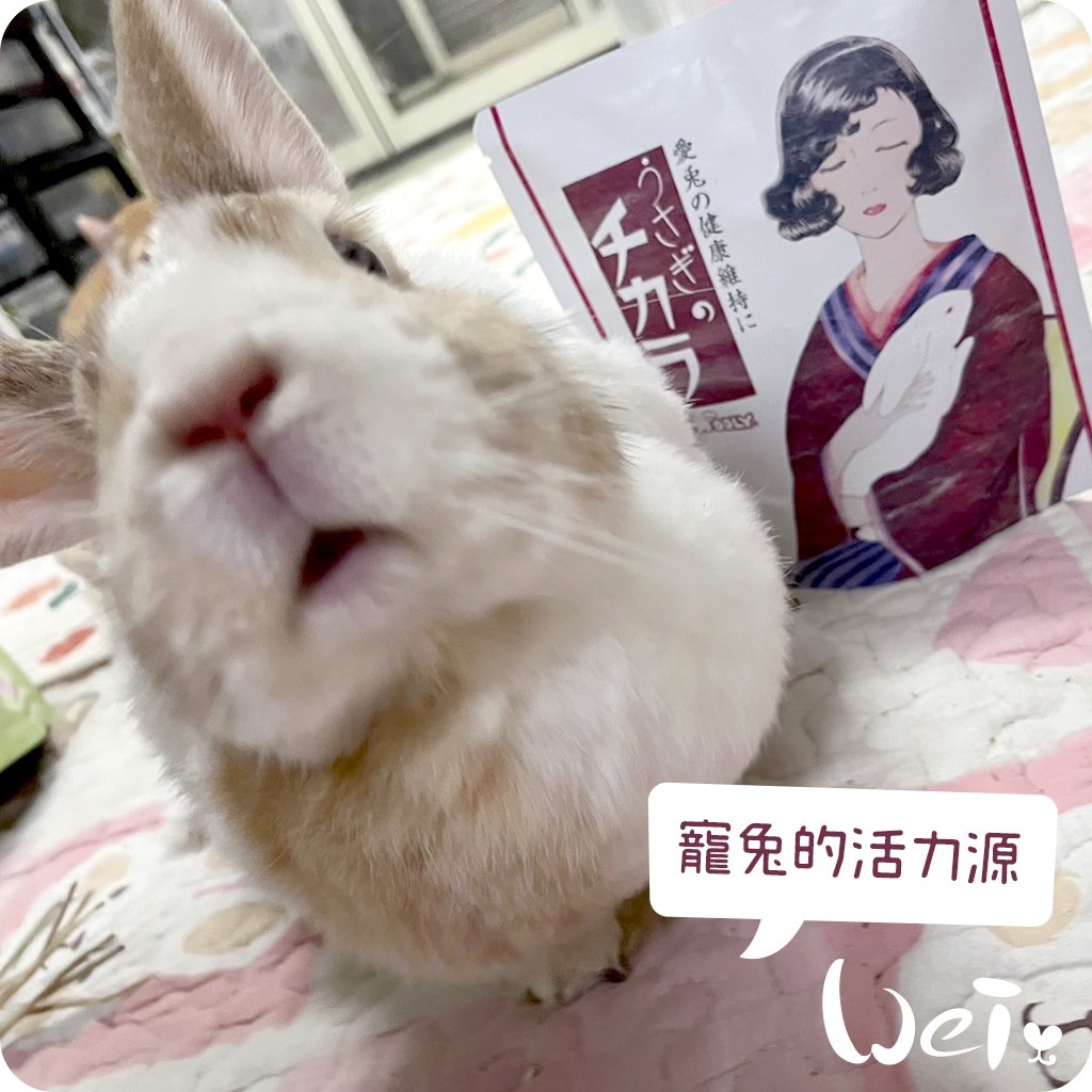 WOOLY 寵兔的活力源