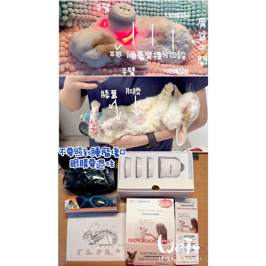 寵物兔居家雷射儀經驗 (iVETRAY mini三級雷射居家照護儀) (Assisi  LOOP  脈衝電磁項圈)