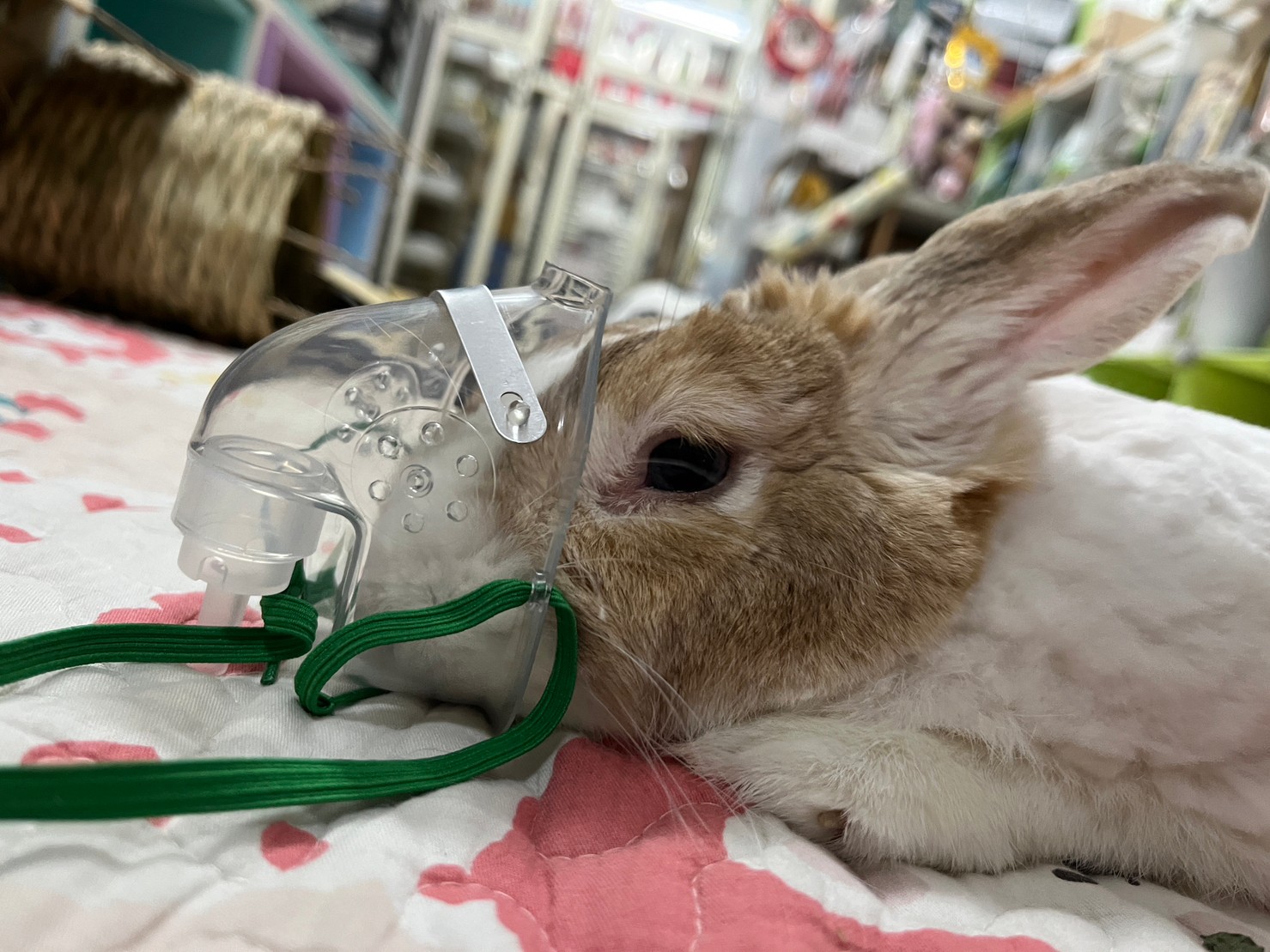 超音波噴霧機/霧化機 配件耗材賣場(折疊氧氣噴霧箱、伸縮噴霧管蛇形管蛇管、兒童面罩)