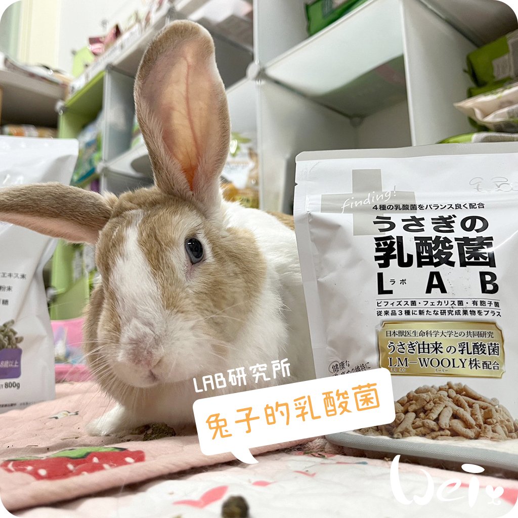 WOOLY 兔子的乳酸菌 LAB研究所