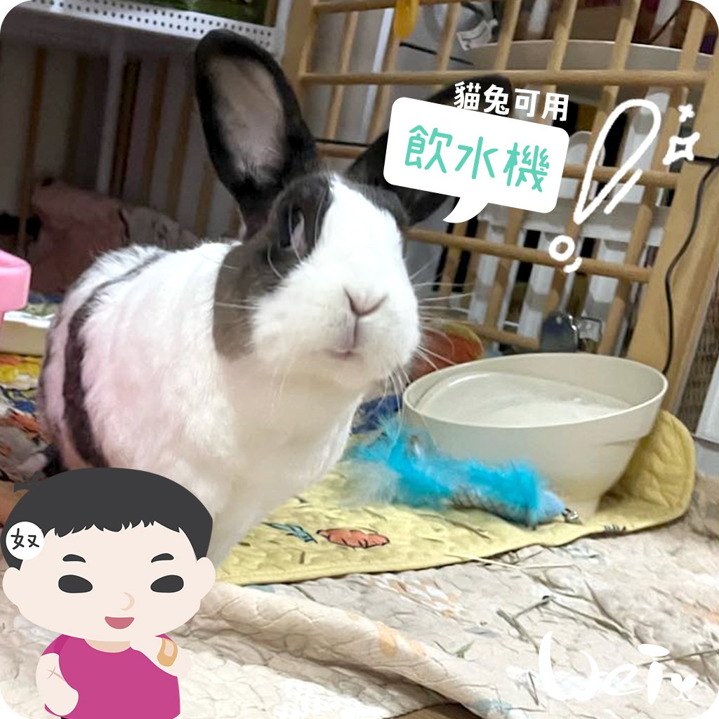 GEX渴盼循環式電動飲水器 / 飲水機 (兔可用)