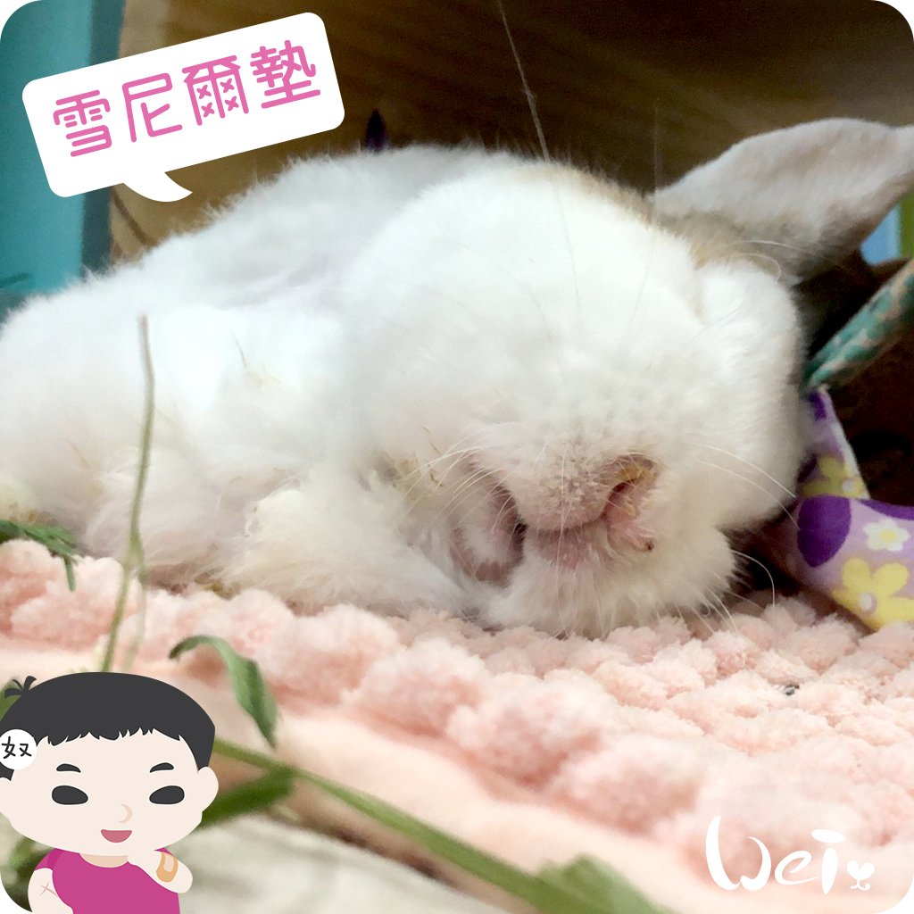 毛巾觸感-加厚吸水大顆粒雪尼爾墊