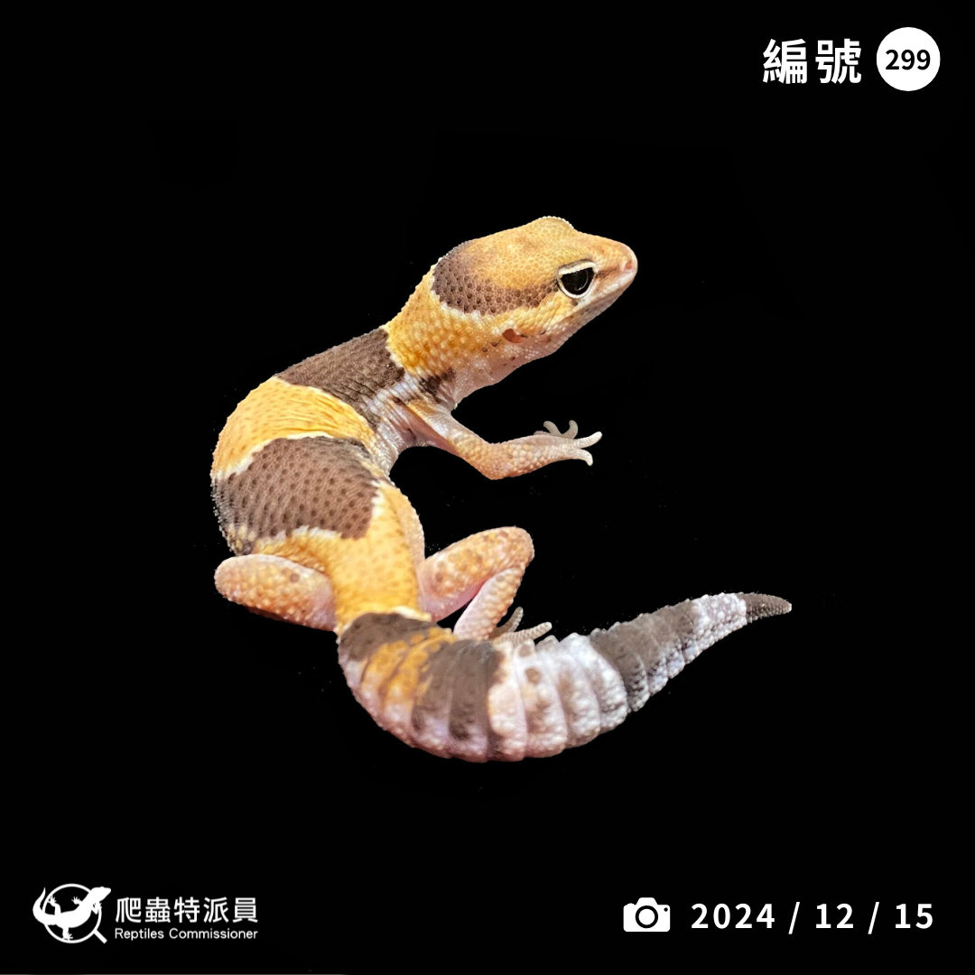 肥尾守宮．普肥（編號 299 ）