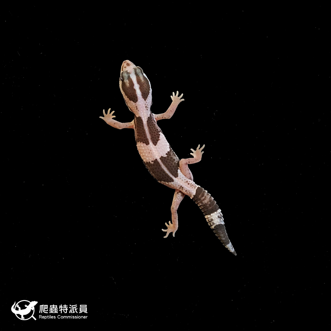 肥尾守宮．Oreo（編號 143）