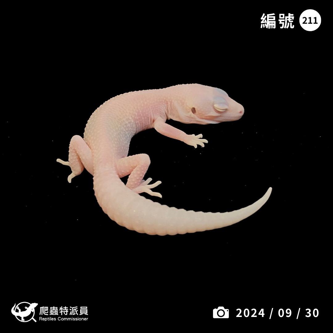 豹紋守宮．雪花 RA（編號 211）