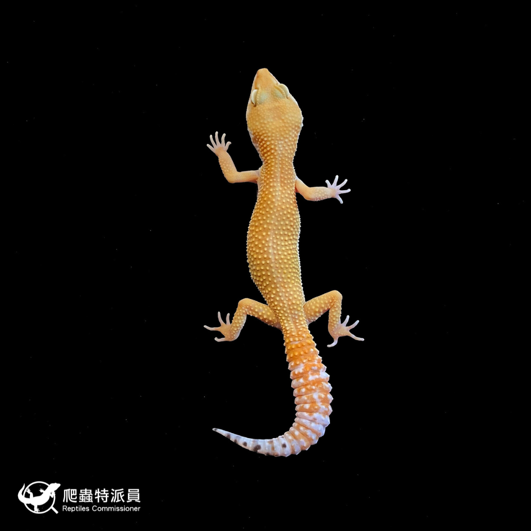 豹紋守宮．橘化／成體（編號 169）