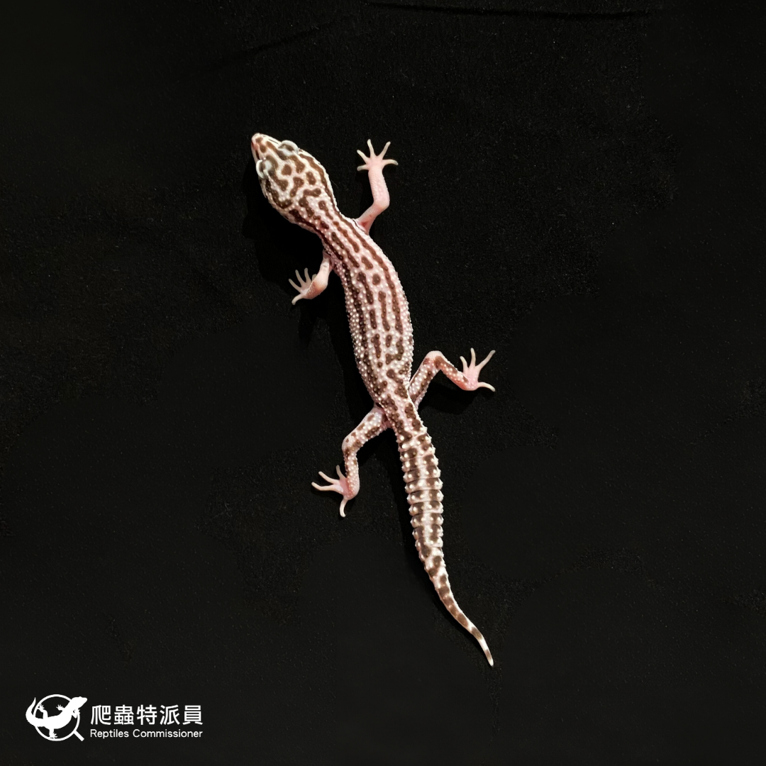 豹紋守宮．超雪（編號 286）