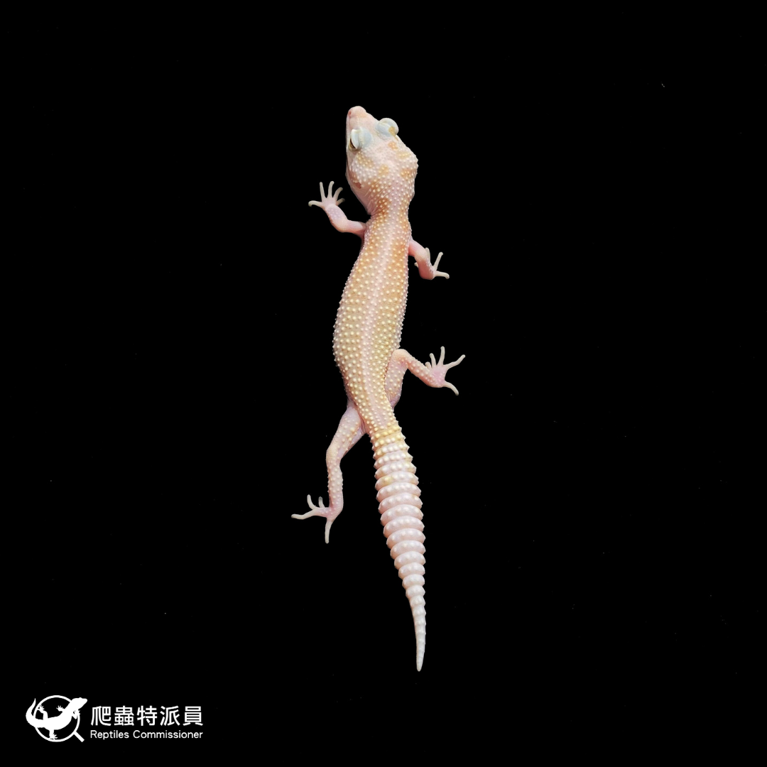 豹紋守宮．WY 彩虹雪花 (tug snow)（編號 390）