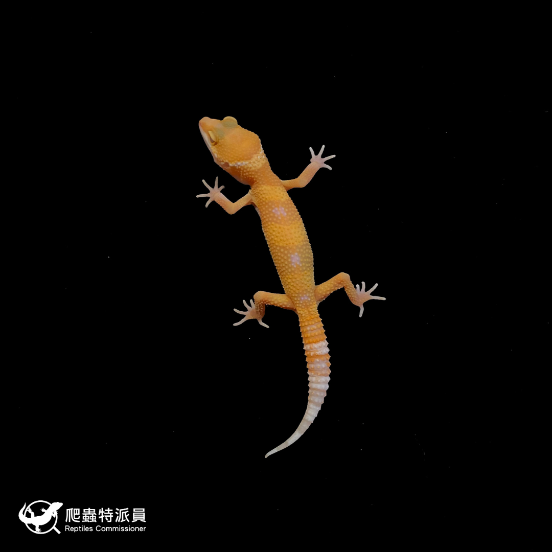 豹紋守宮．日焰（編號 199）