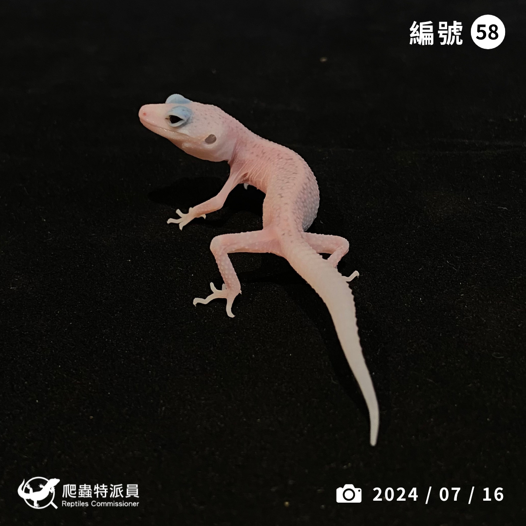 豹紋守宮．WY 全日蝕（編號 58）