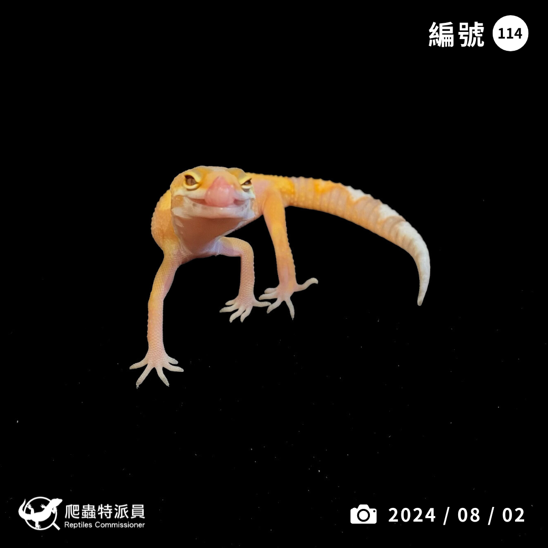 豹紋守宮．川普橘白化（編號 114）