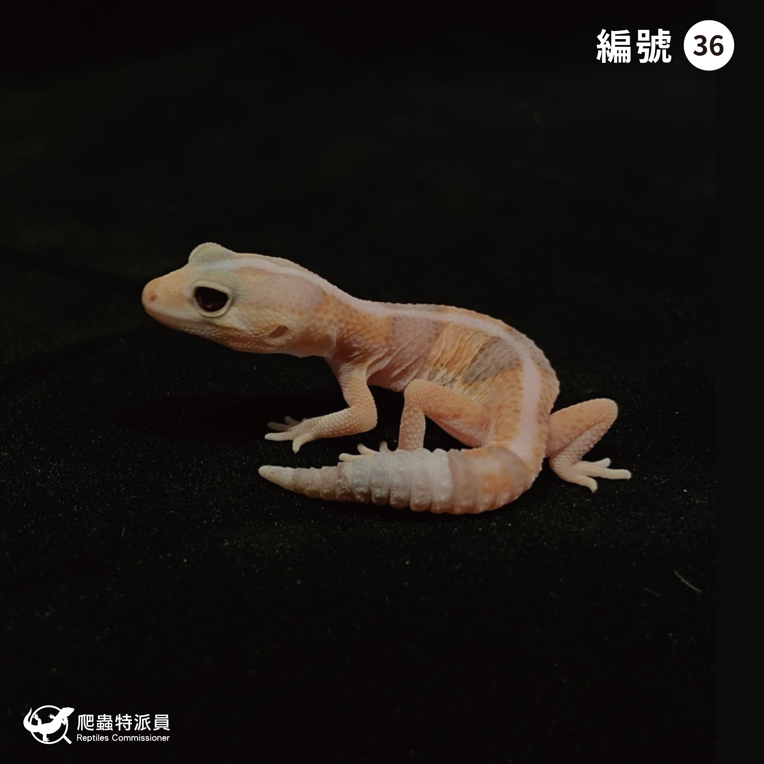 肥尾守宮．直線焦糖 h 橘白祖魯（編號 36）