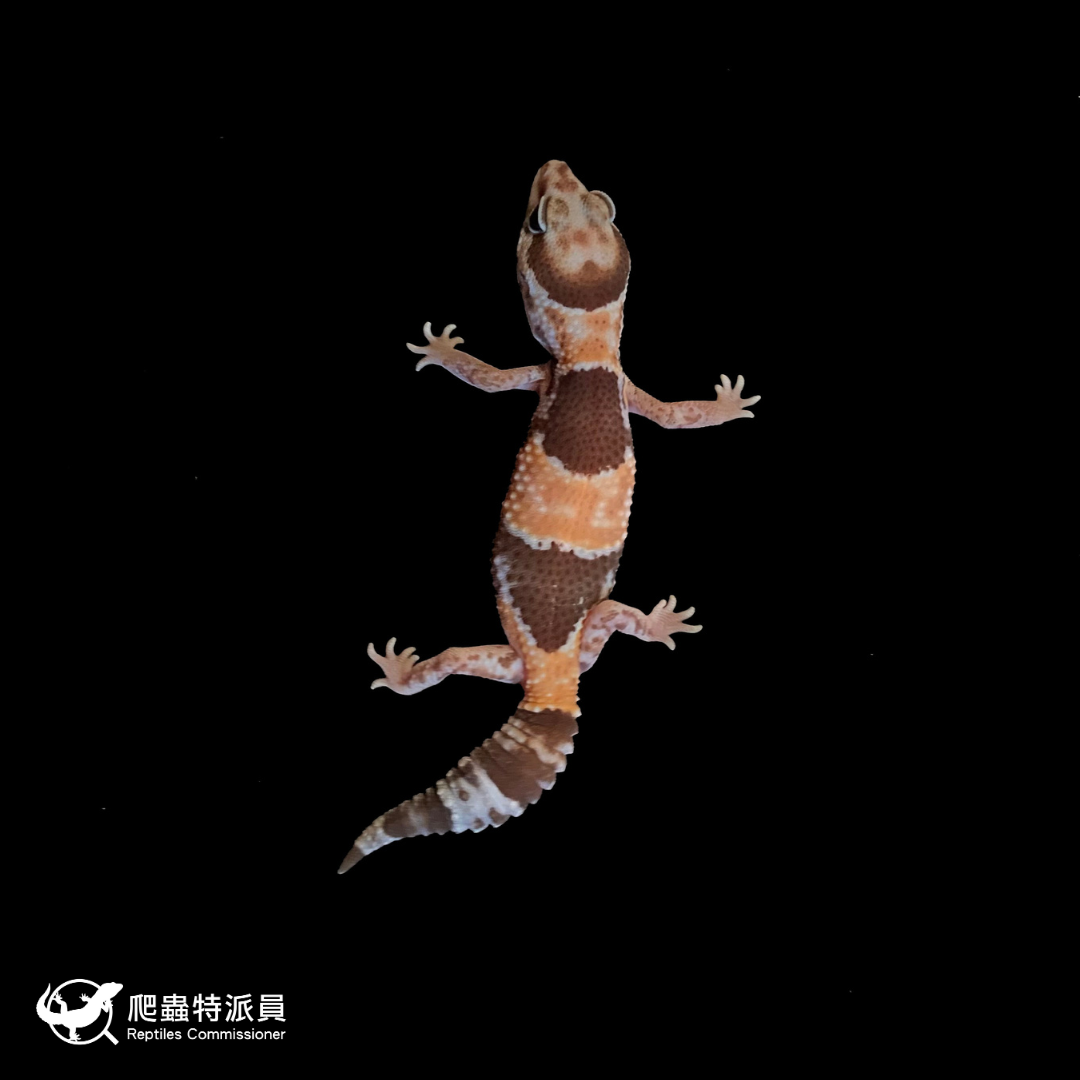 肥尾守宮．普肥 h 幽靈祖魯（編號 189）