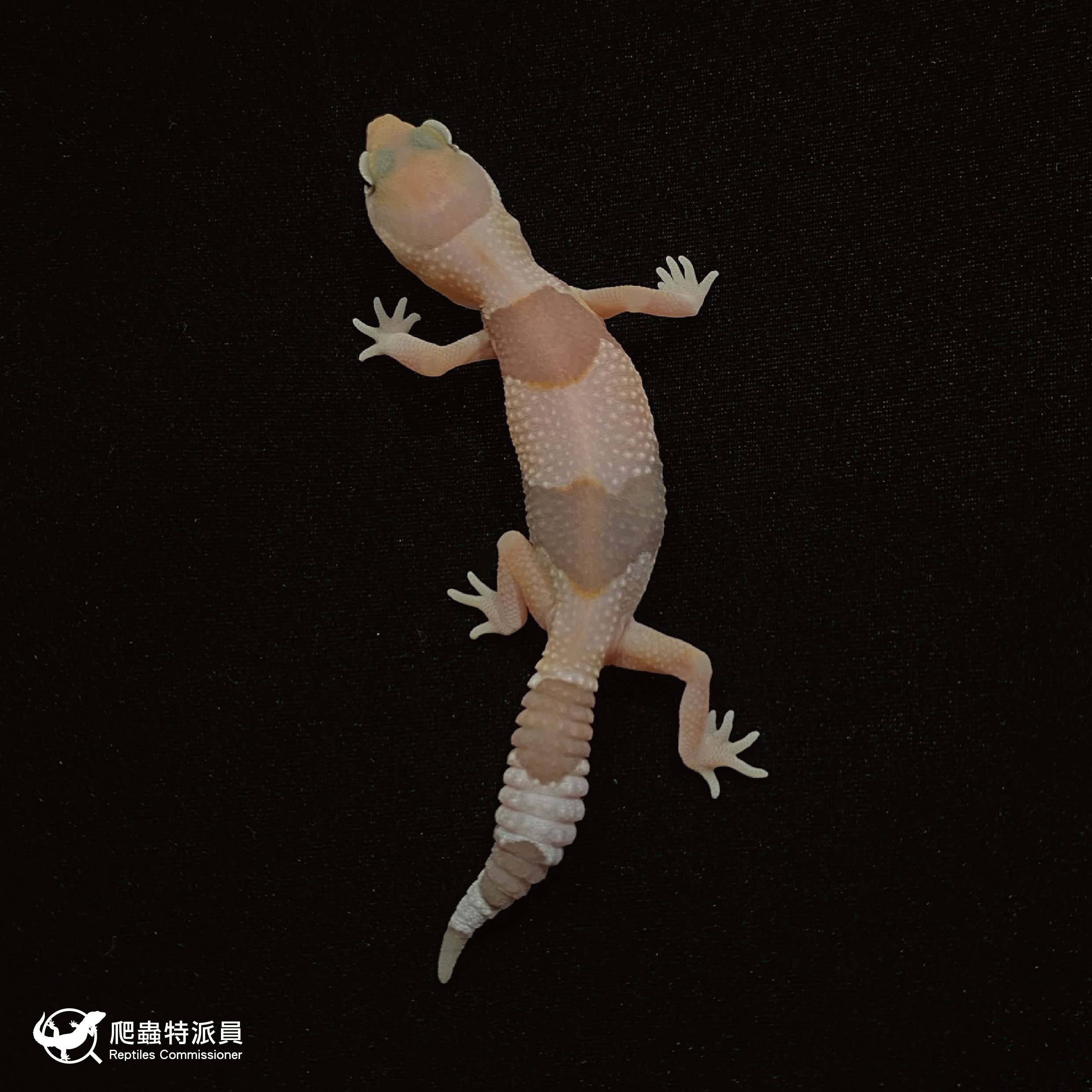 肥尾守宮．橘白 h 焦糖（編號 43）